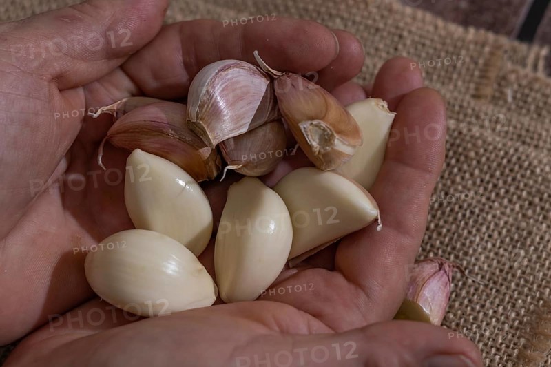 Whole and peeled garlic on wooden board and white background