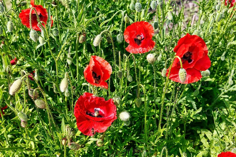 Corn poppy (papaver), Celle medicinal plant garden, show garden for medicinal plants, park, Expo 2000, Celle, Lüneburg Heath, Germany