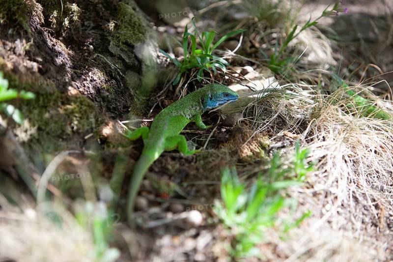 Green lizard with blue head on forest floor, surrounded by grasses and sunlight Lower Austria Austria