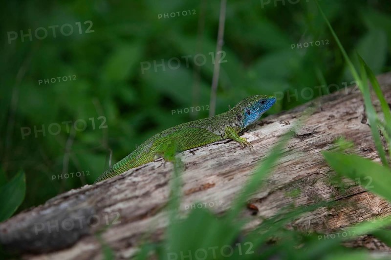 Green lizard with blue head resting on a tree trunk, surrounded by dense plants Lower Austria Austria