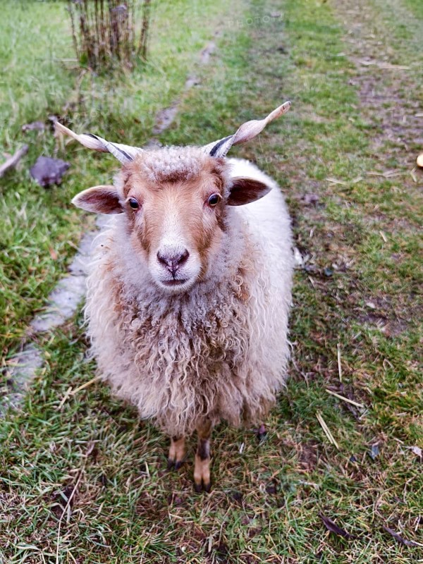 Fluffy sheep with horns stands curiously on a green meadow Lower Austria Austria