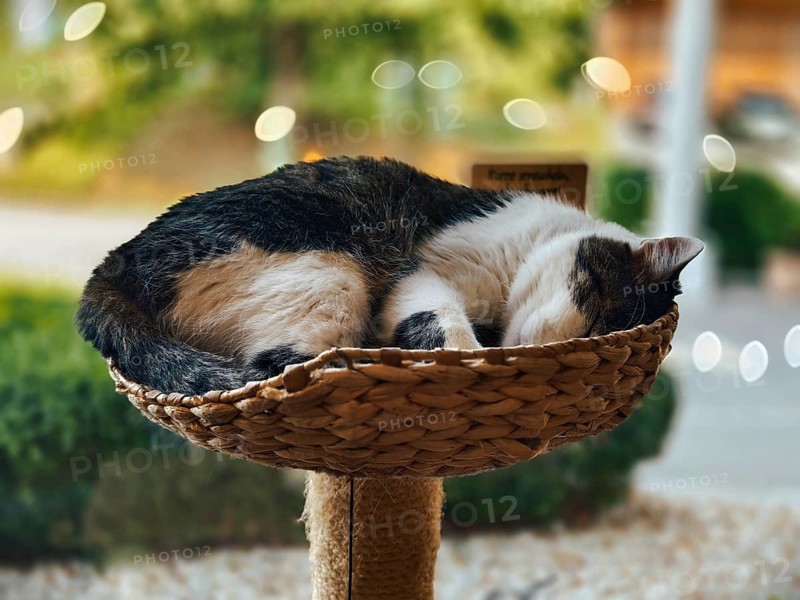 Sleeping cat in a woven basket, surrounded by a calming interior atmosphere Lower Austria Austria