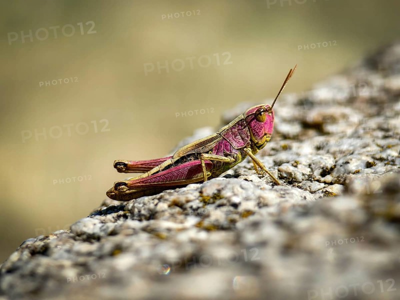 Macro shot of a pink grasshopper sitting on a stone in the sun Vienna Woods Lower Austria Austria