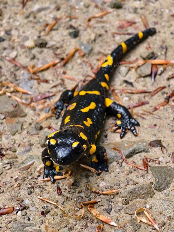 Bird's eye view of a fire salamander on rough ground with scattered leaves Vienna Woods Lower Austria Austria