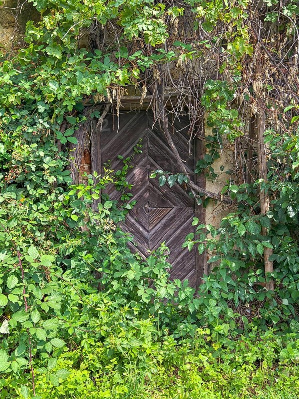 Old wooden door, surrounded by dense greenery and ivy that almost cover it Styria Austria