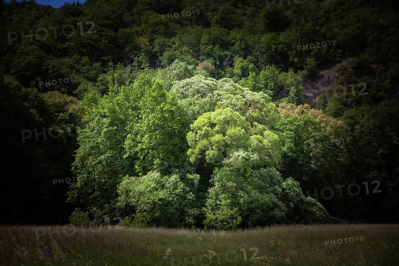 Dense treetops illuminated by the sun in a peaceful wooded area Hardegg Thayatal Lower Austria Austria