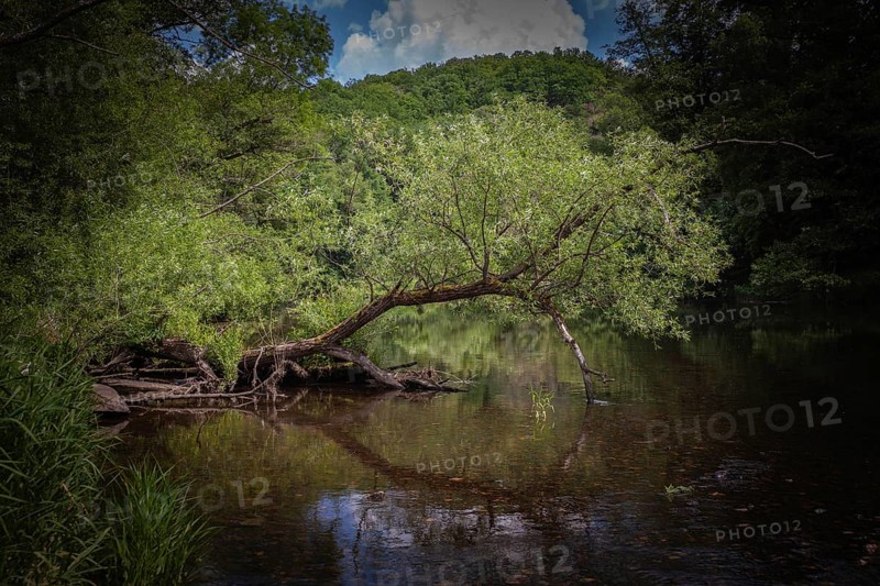 Bent tree towers over calm river, surrounded by dense forest Hardegg Thayatal Lower Austria Austria