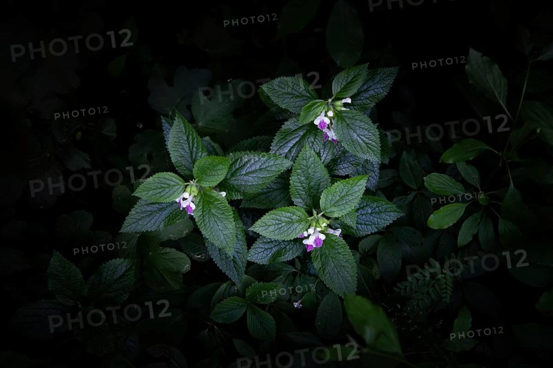 Pink flowers and leaves in the dark forest strobilanthes crispa Otter heads Schiefteller Waldviertel Lower Austria Austria