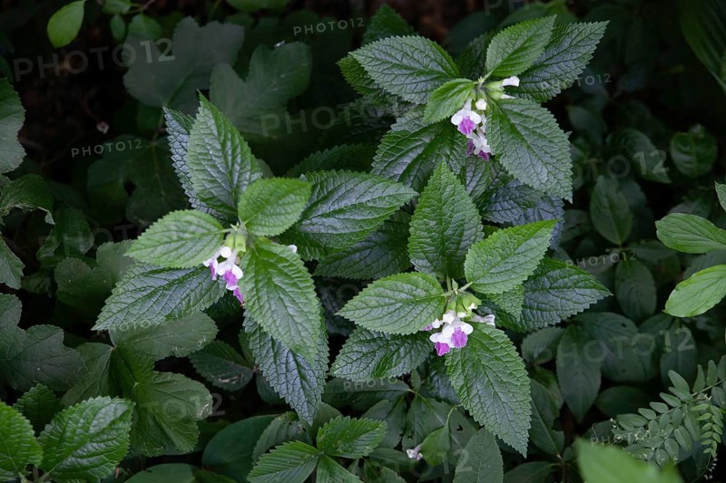 Plants with small pink flowers in green foliage strobilanthes crispa Otter heads Schiefteller Waldviertel Lower Austria Austria