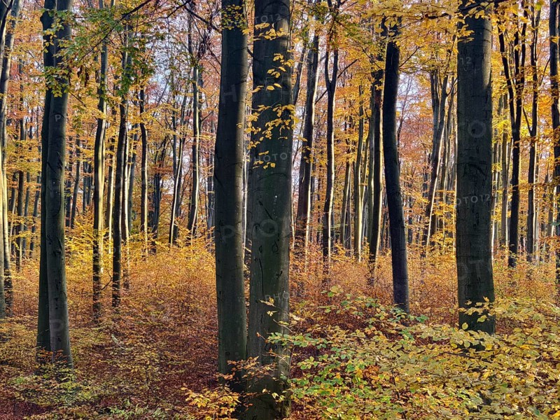 Trees in an autumnal forest with golden leaves Waldviertel Lower Austria Austria