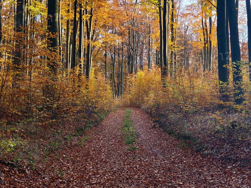 A forest path lined with autumnal trees Waldviertel Lower Austria Austria