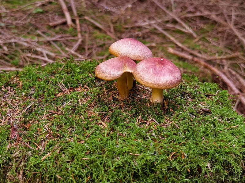 Three brown mushrooms on a mossy tree stump Waldviertel Lower Austria Austria
