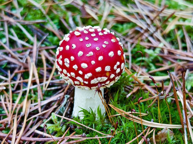 Red fly agaric on mossy forest soil Waldviertel Lower Austria Austria