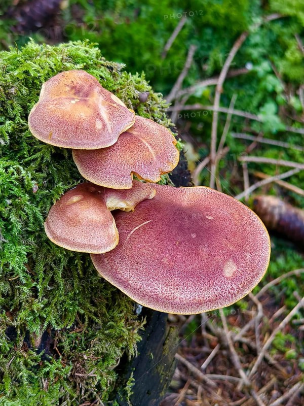 Brown mushrooms growing on moss-covered wood Waldviertel Lower Austria Austria