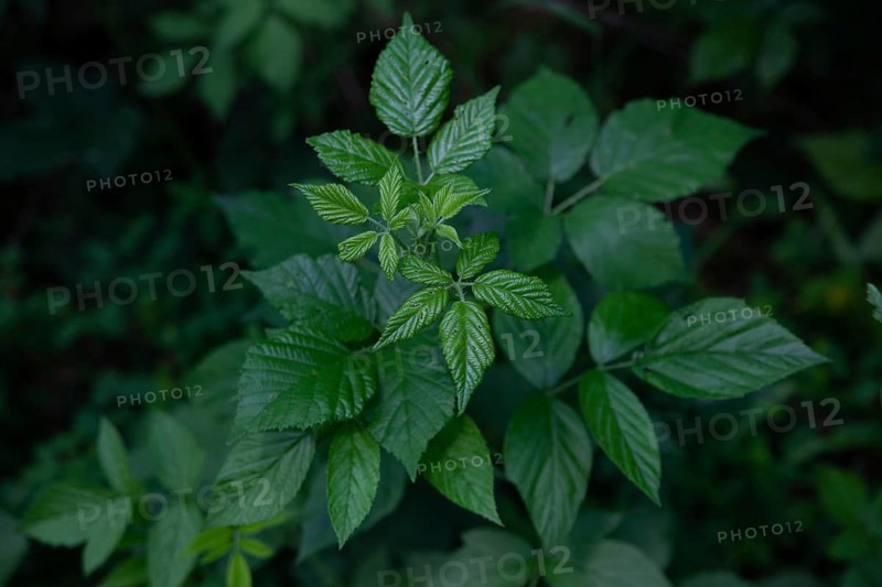 Close-up of green leaves in the forest Blackberry leaves Waldviertel Lower Austria Austria