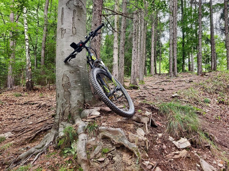 Mountain bike leaning against a tree with visible roots Styria Austria