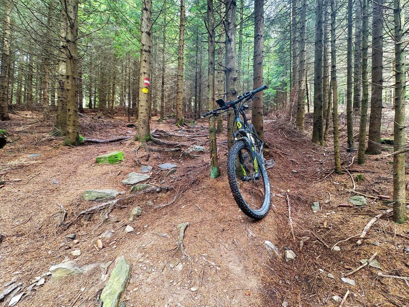 Mountain bike on an earthy forest path surrounded by slender trees Styria Austria