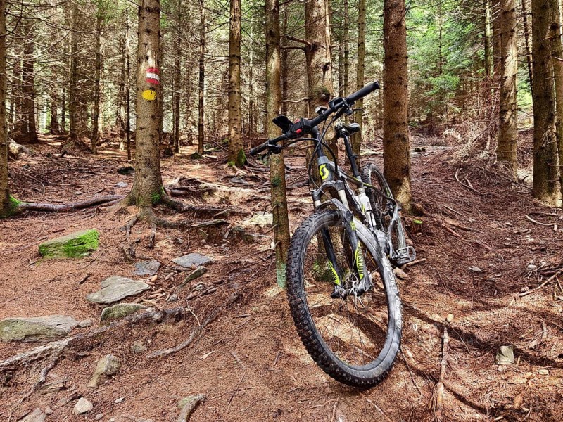 Mountain bike leaning against a tree in a shady forest Styria Austria