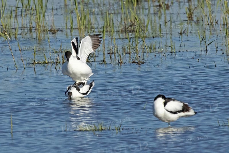 Avocet two birds mating in water standing on top of each other looking left, Lake Neusiedl, Burgenland, Austria
