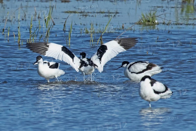 Avocet with open wings standing in water from behind and three birds standing in different positions, Lake Neusiedl, Burgenland, Austria