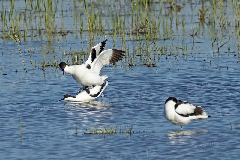 Avocet two birds mating in water standing on each other looking left, Lake Neusiedl, Burgenland, Austria