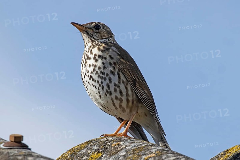 Song thrush standing on roof looking left in front of blue sky, Lake Neusiedl, Burgenland, Austria