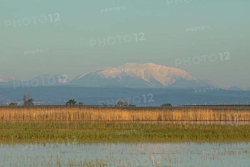 Snow covered mountain behind water surface with reeds in front of blue sky, Lake Neusiedl, Burgenland, Austria