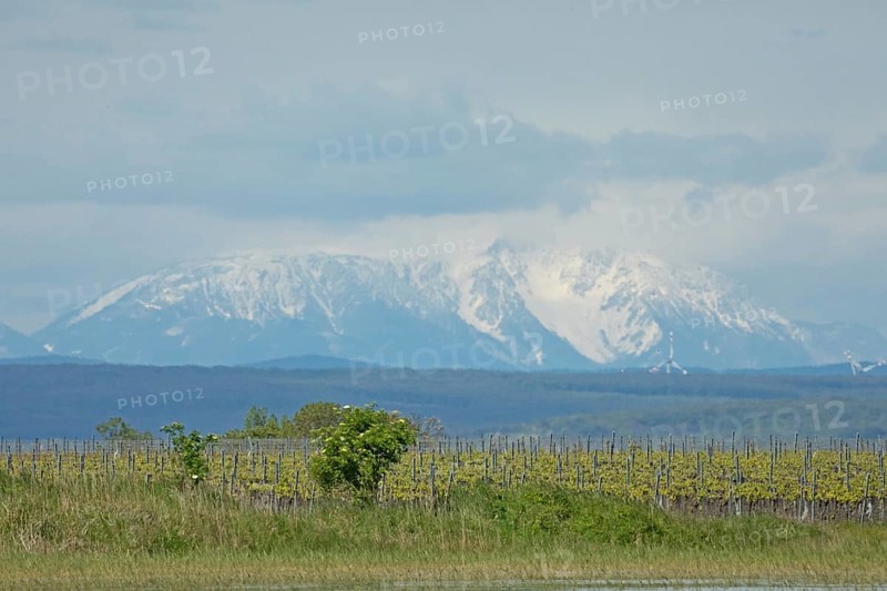 Snow covered mountain behind Weingarten in front of grey sky, Lake Neusiedl, Burgenland, Austria