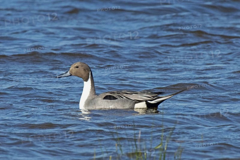 Pintail duck swimming in water looking left, Lake Neusiedl, Burgenland, Austria