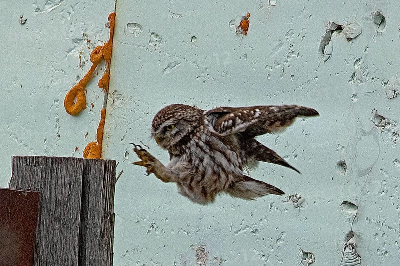 Little owl with open wings and outstretched feet flying to a post in front of a white wall, looking left, Lake Neusiedl, Burgenland, Austria