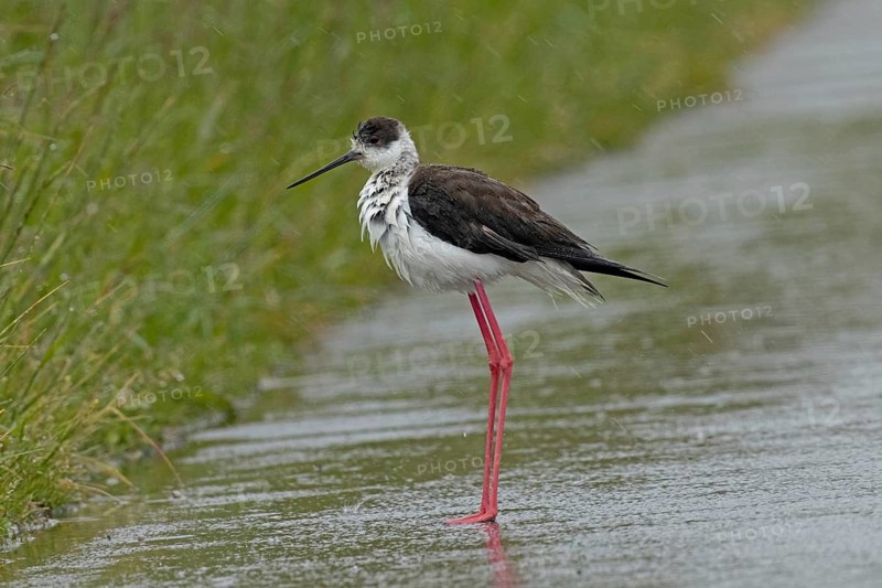 Common stilt walking on a rain-wet road standing on the left looking left, Lake Neusiedl, Burgenland, Austria