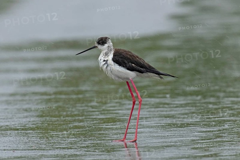 Common stilt walking on a rain-wet road standing on the left looking left, Lake Neusiedl, Burgenland, Austria