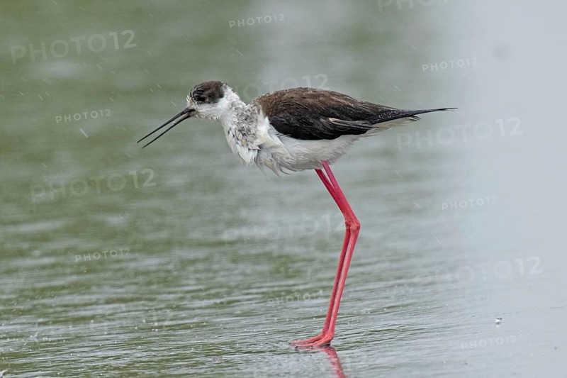 Common stilt with open beak standing on a rain-wet road looking left, Lake Neusiedl, Burgenland, Austria
