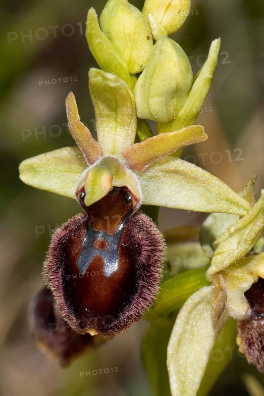 Fly orchid open brown flower, Lake Neusiedl, Burgenland, Austria