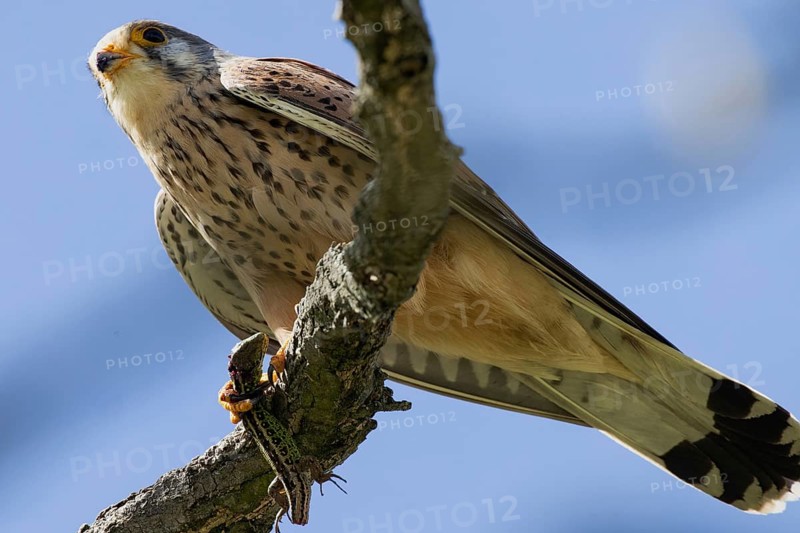 Kestrel male holding sand lizard in catch sitting on branch looking left in front of blue sky, Lake Neusiedl, Burgenland, Austria