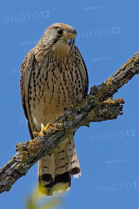 Male Common Kestrel sitting on a branch looking from the front in front of a blue sky, Lake Neusiedl, Burgenland, Austria