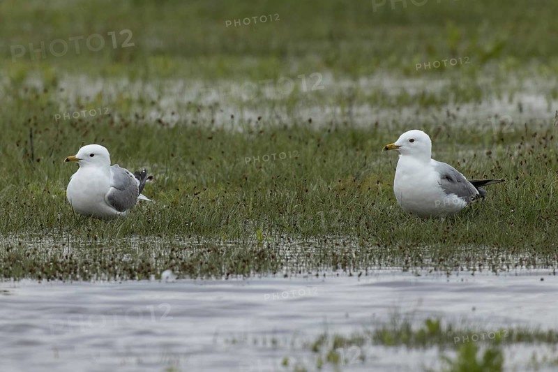 Mew Gull two birds standing next to each other in marshy meadow looking left, Lake Neusiedl, Burgenland, Austria