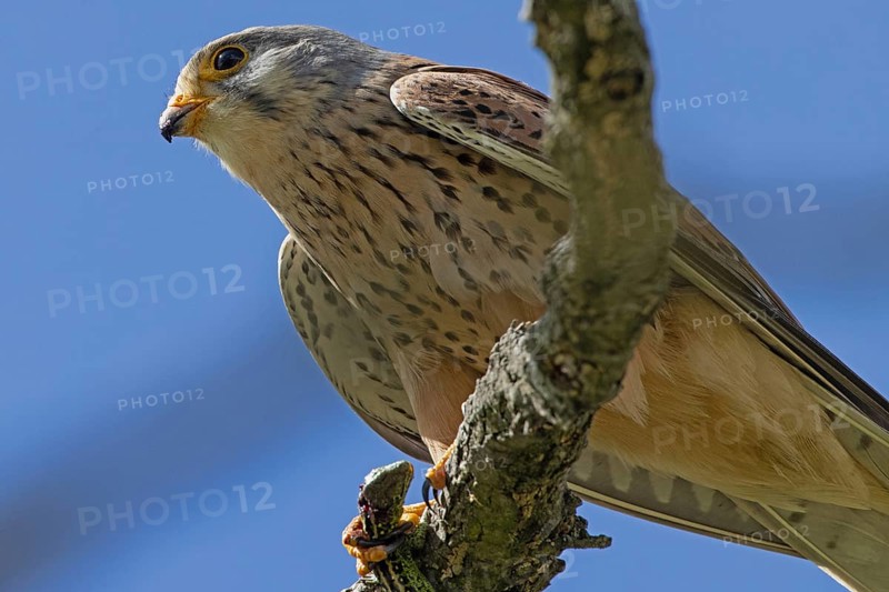 Kestrel male holding sand lizard in catch sitting on branch looking left in front of blue sky, Lake Neusiedl, Burgenland, Austria
