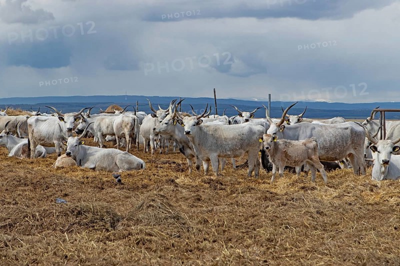 Hungarian grey cattle many animals standing on straw next to each other looking different in front of grey sky, Lake Neusiedl, Burgenland, Austria