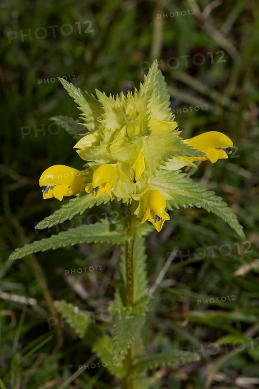 Narrow-leaved rattle inflorescence with green leaves and open yellow flowers, Lake Neusiedl, Burgenland, Austria