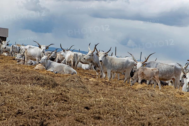 Hungarian grey cattle many animals standing on straw next to each other looking different in front of grey sky, Lake Neusiedl, Burgenland, Austria