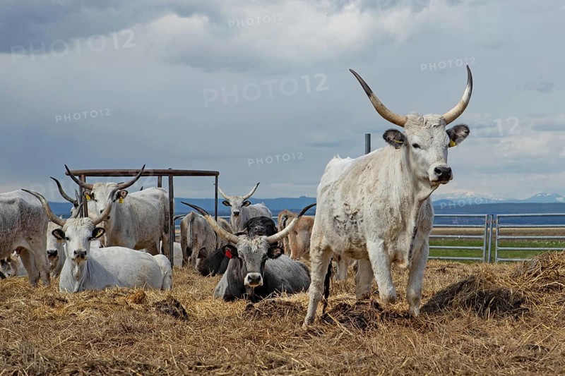 Hungarian grey cattle some animals standing on straw next to each other looking different in front of grey sky, Lake Neusiedl, Burgenland, Austria