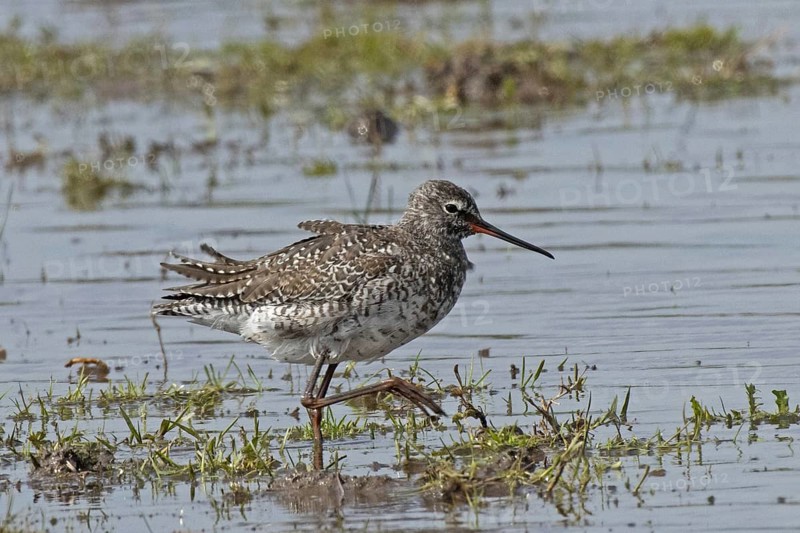 Spotted Redshank walking in water looking right, Lake Neusiedl, Burgenland, Austria