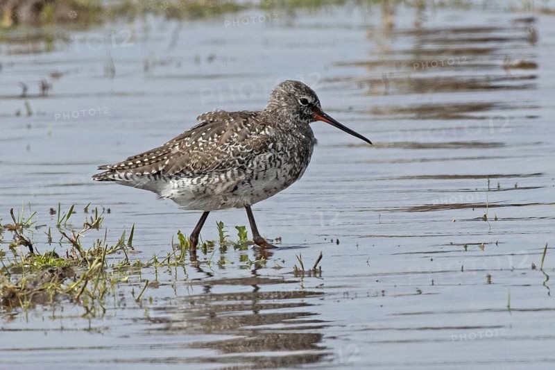 Spotted Redshank walking in water looking right, Lake Neusiedl, Burgenland, Austria