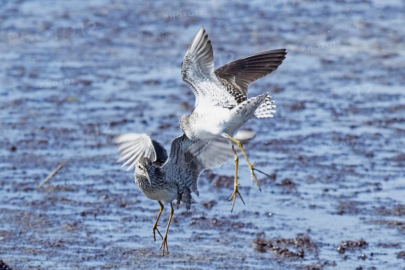 Wood Sandpiper two birds with open wings jumping up to each other in water during courtship, Lake Neusiedl, Burgenland, Austria