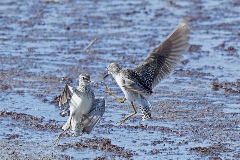 Wood Sandpiper two birds with open wings jumping up to each other in water during courtship, Lake Neusiedl, Burgenland, Austria