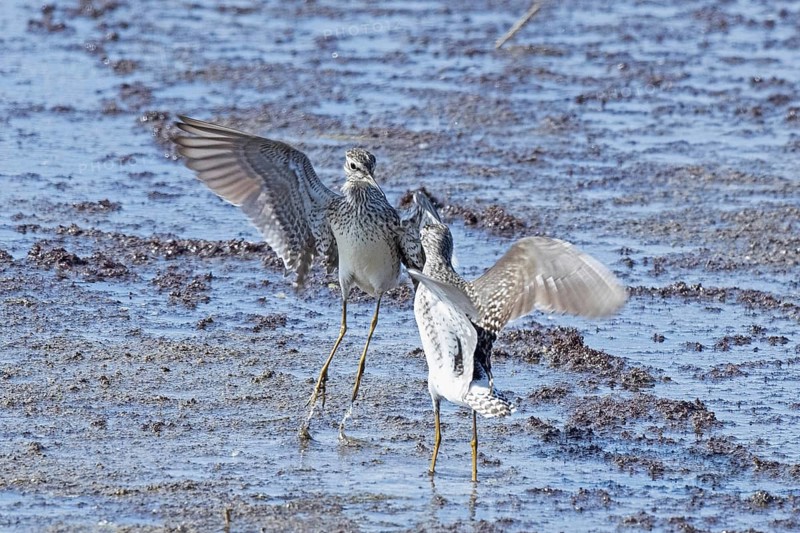Wood Sandpiper two birds with open wings jumping up to each other in water during courtship, Lake Neusiedl, Burgenland, Austria