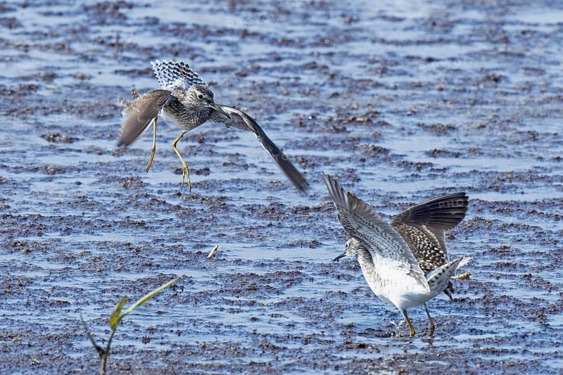 Wood Sandpiper two birds with open wings jumping up to each other in water during courtship, Lake Neusiedl, Burgenland, Austria