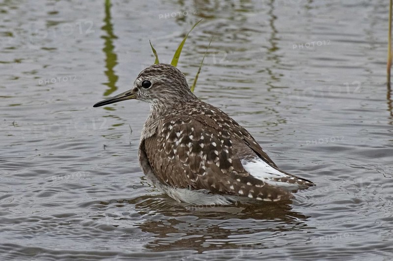Wood Sandpiper standing in water looking left, Lake Neusiedl, Burgenland, Austria