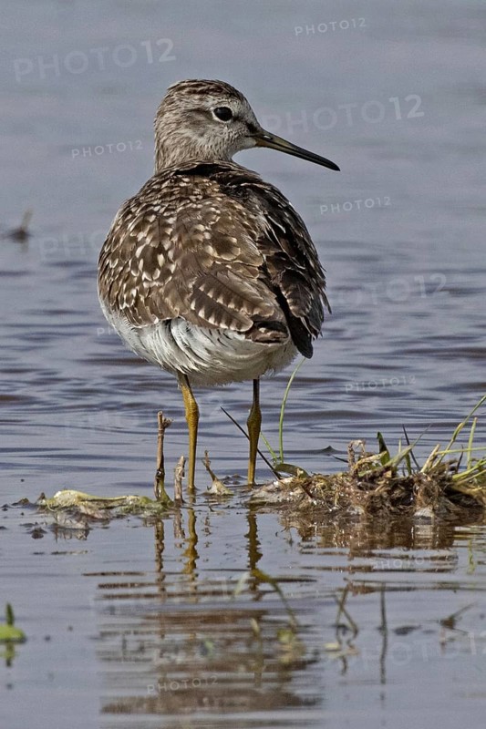 Wood Sandpiper standing in water looking from behind right, Lake Neusiedl, Burgenland, Austria